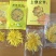 菊花金丝菊，皇菊，贡菊，香菊