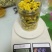 菊花金丝菊，皇菊，贡菊，香菊