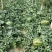 山东惠民大棚陆地西瓜10斤打底8成熟1茬，口感好，