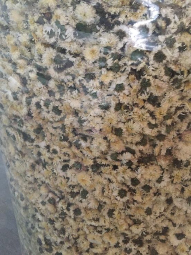 菊花黄山贡菊
