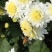 菊花黄山贡菊