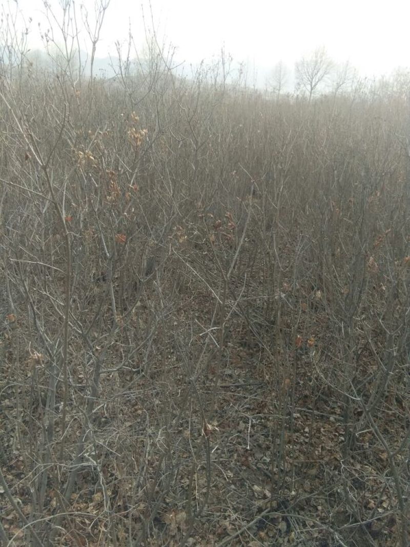 紫丁香苗80cm以上，原产地发货，品种正宗