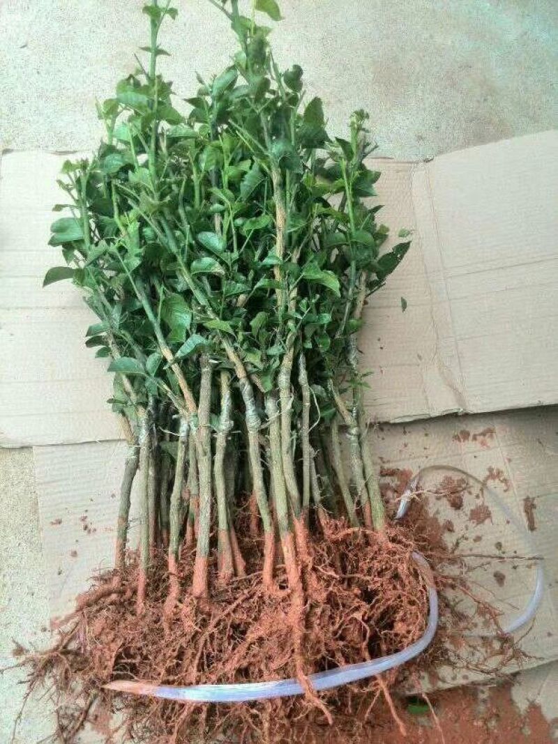 黑黄皮树苗果树苗嫁接无核黄皮苗鸡心黄皮苗贵妃黄皮苗