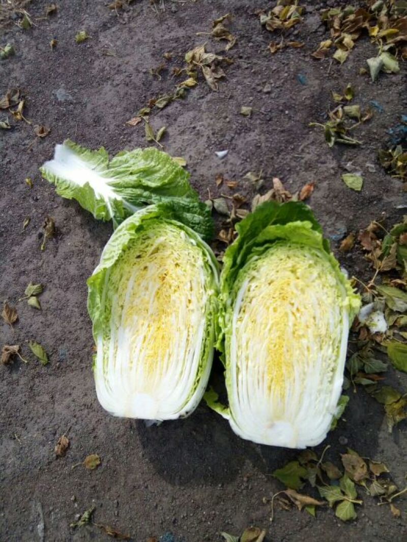 黄心菜，4~6斤