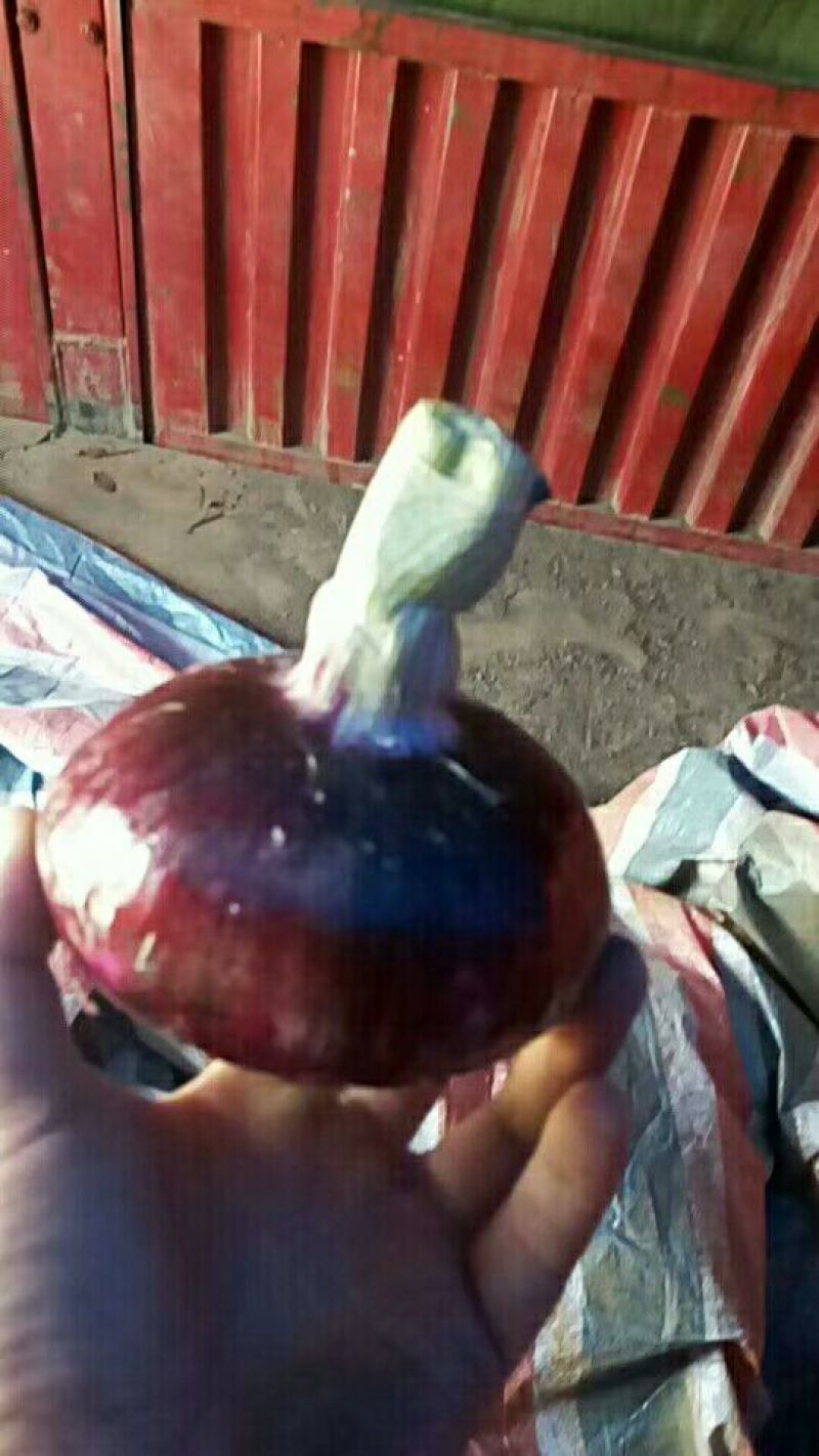 紫皮洋葱8厘米以上