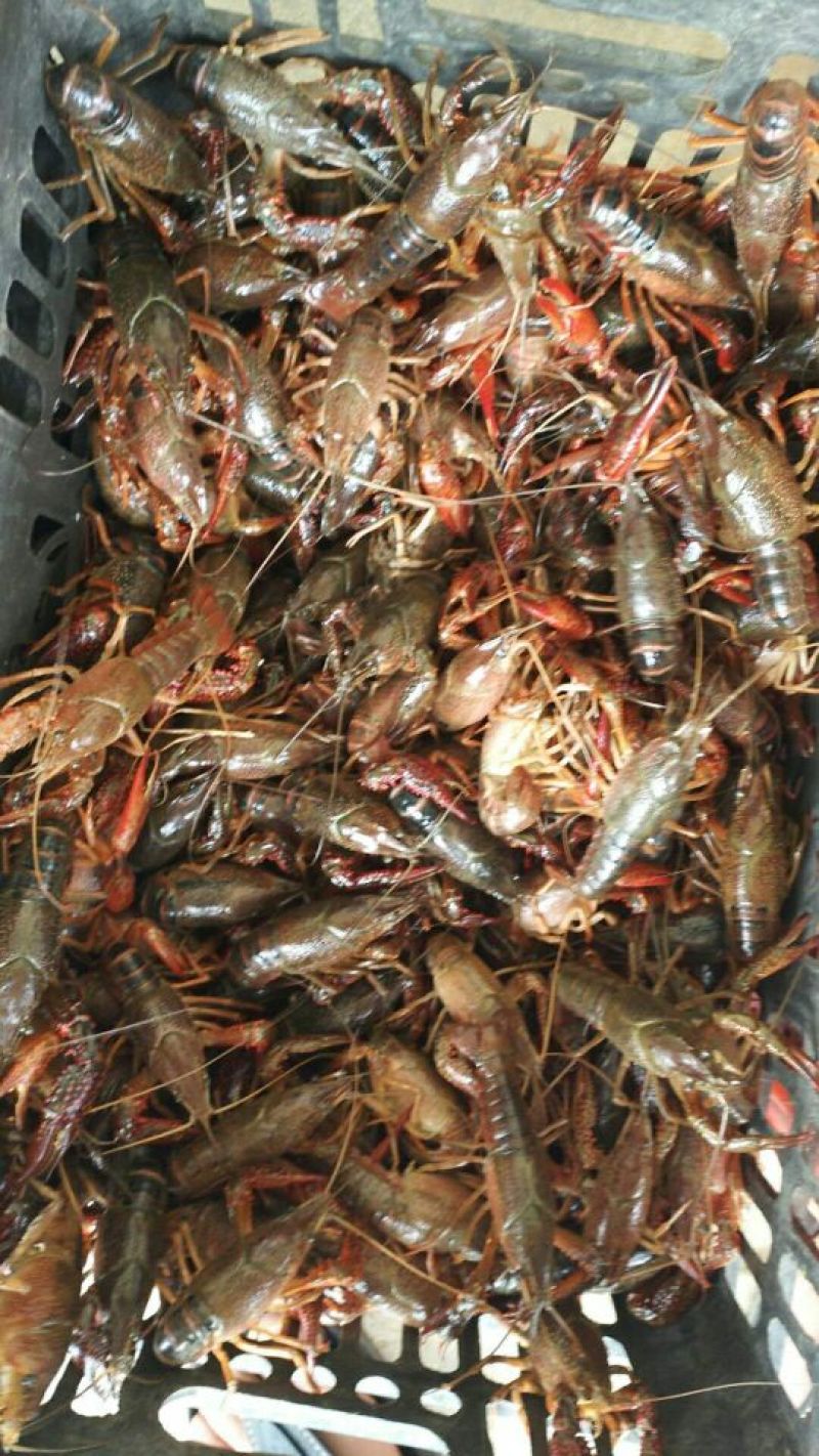 4-6钱清水小龙虾