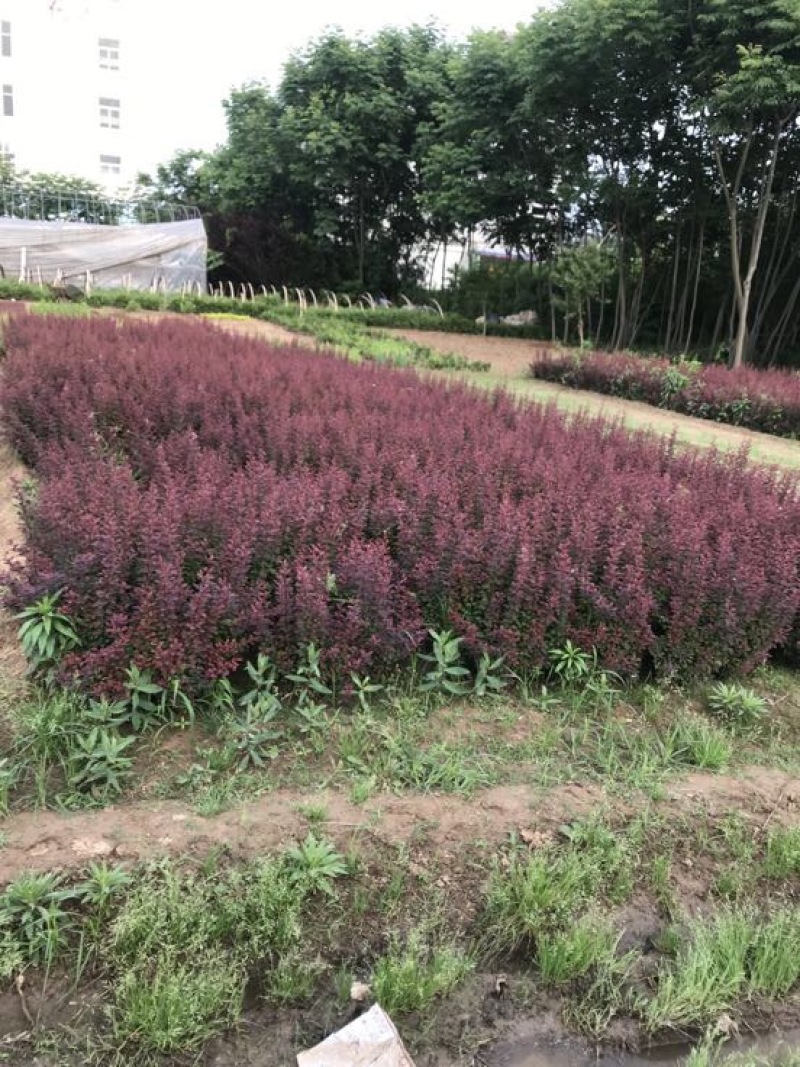 红叶小壁规格齐全基地直供全部现挖现卖量大提供发票