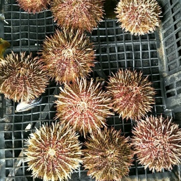 海胆出售