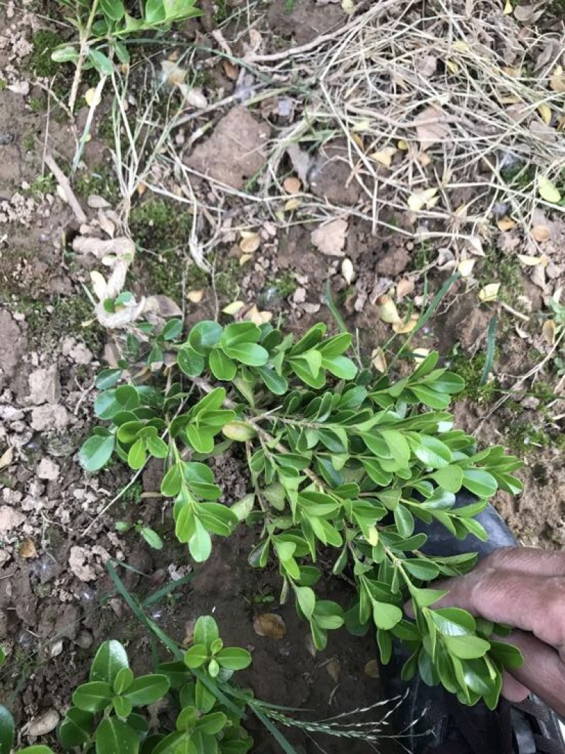 黄杨盆景造型黄杨不含盆免费包邮订购素材苗免费送铝丝