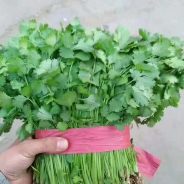 精品大叶香菜芫荽打捆香菜常年供应诚信无忧专业代办