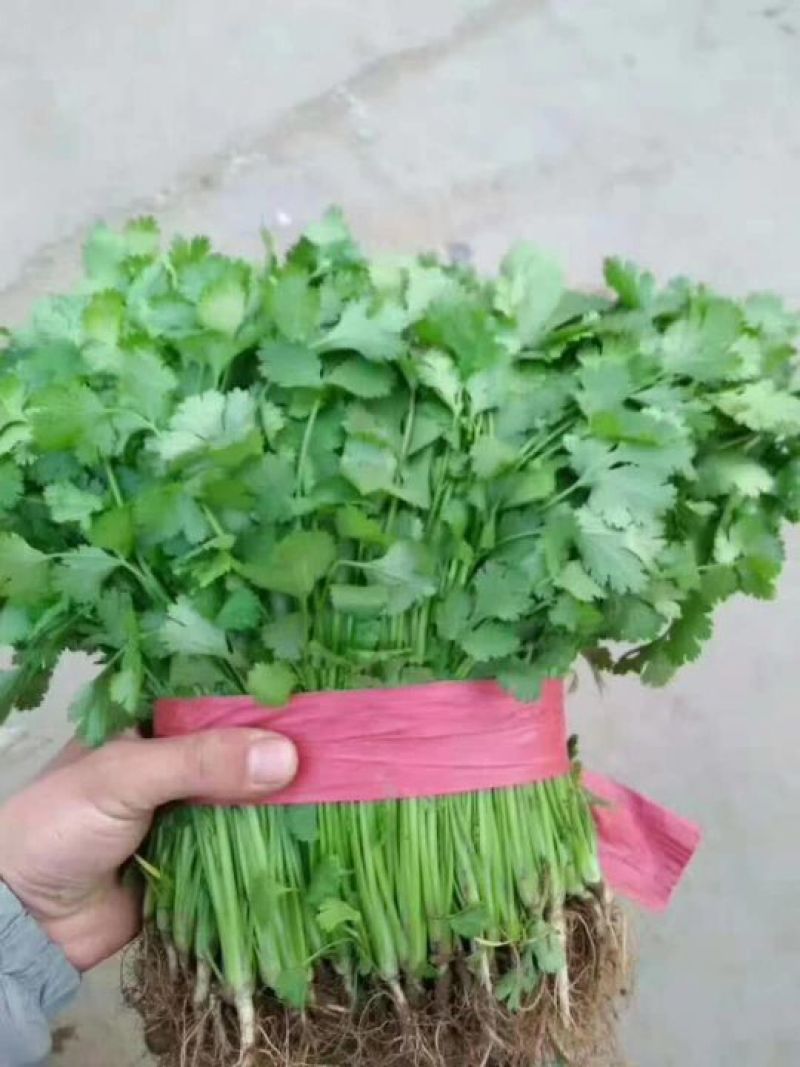 精品大叶香菜芫荽打捆香菜常年供应诚信无忧专业代办