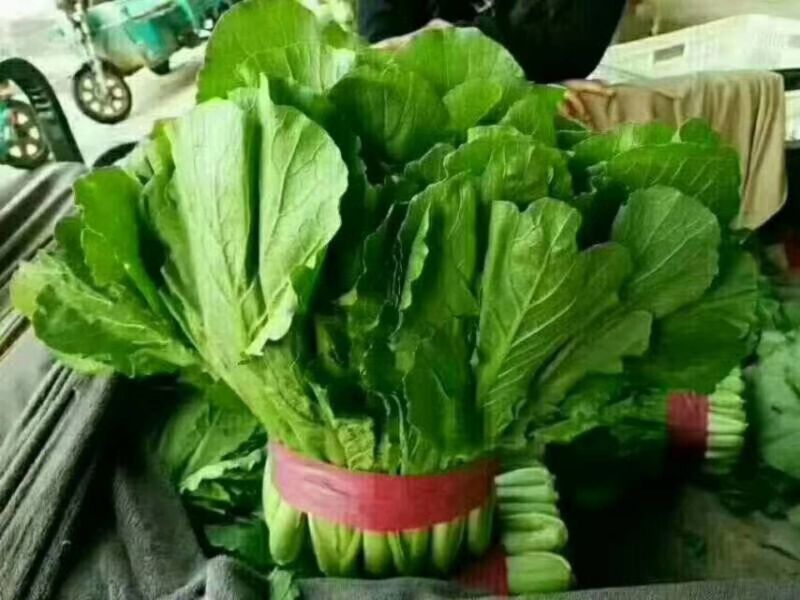 河北小白菜大量上市中产地直供诚信致上质量保证欢迎选购