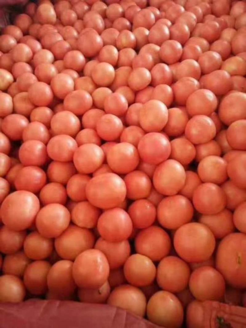 硬西红柿番茄大量新鲜上市产地直供电商货商超货市场货