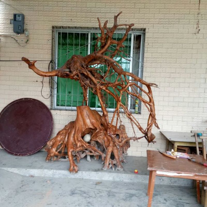 冬青苗，20-30，