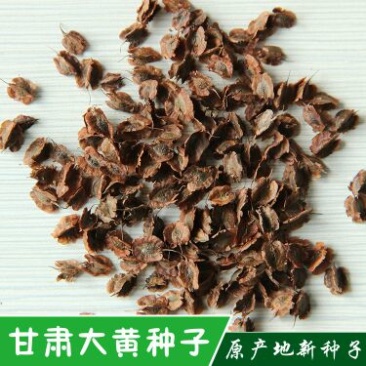 纯新大黄籽大黄种子发芽率高颗粒饱满产地批发