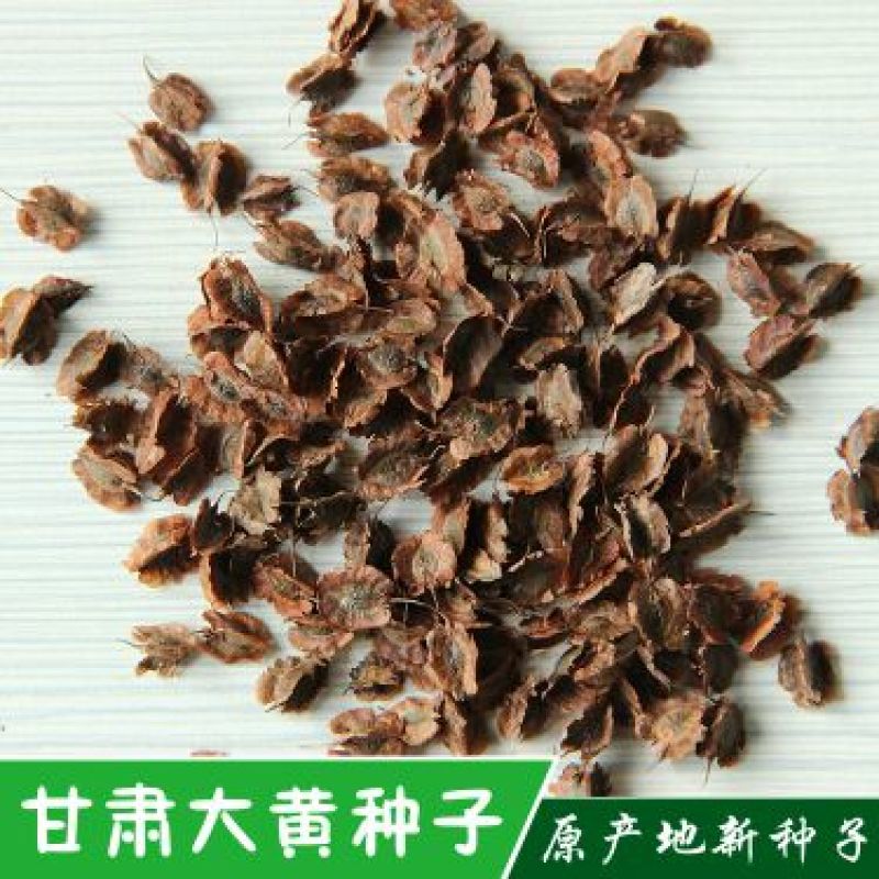 纯新大黄籽大黄种子发芽率高颗粒饱满产地批发
