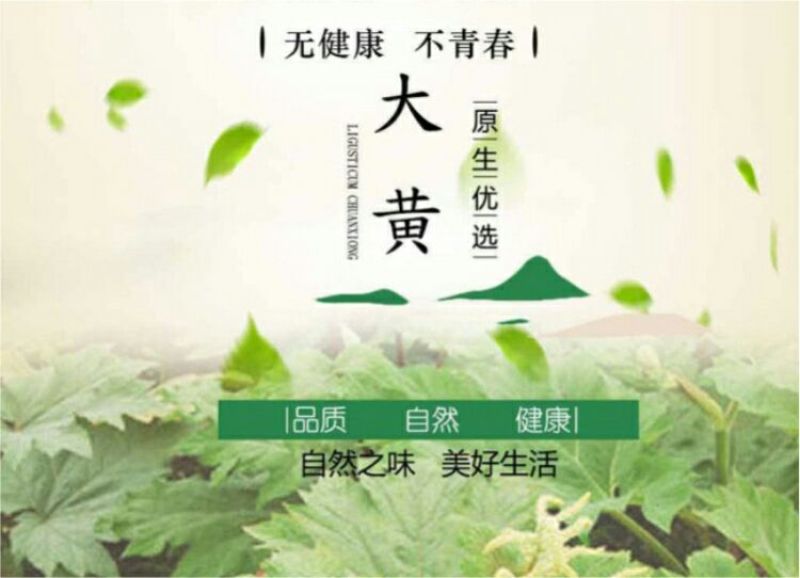 纯新大黄籽大黄种子发芽率高颗粒饱满产地批发