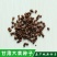 纯新大黄籽大黄种子发芽率高颗粒饱满产地批发