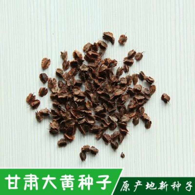 纯新大黄籽大黄种子发芽率高颗粒饱满产地批发