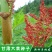 纯新大黄籽大黄种子发芽率高颗粒饱满产地批发