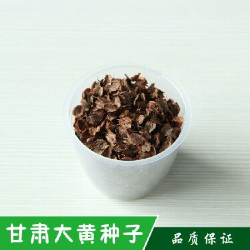 纯新大黄籽大黄种子发芽率高颗粒饱满产地批发