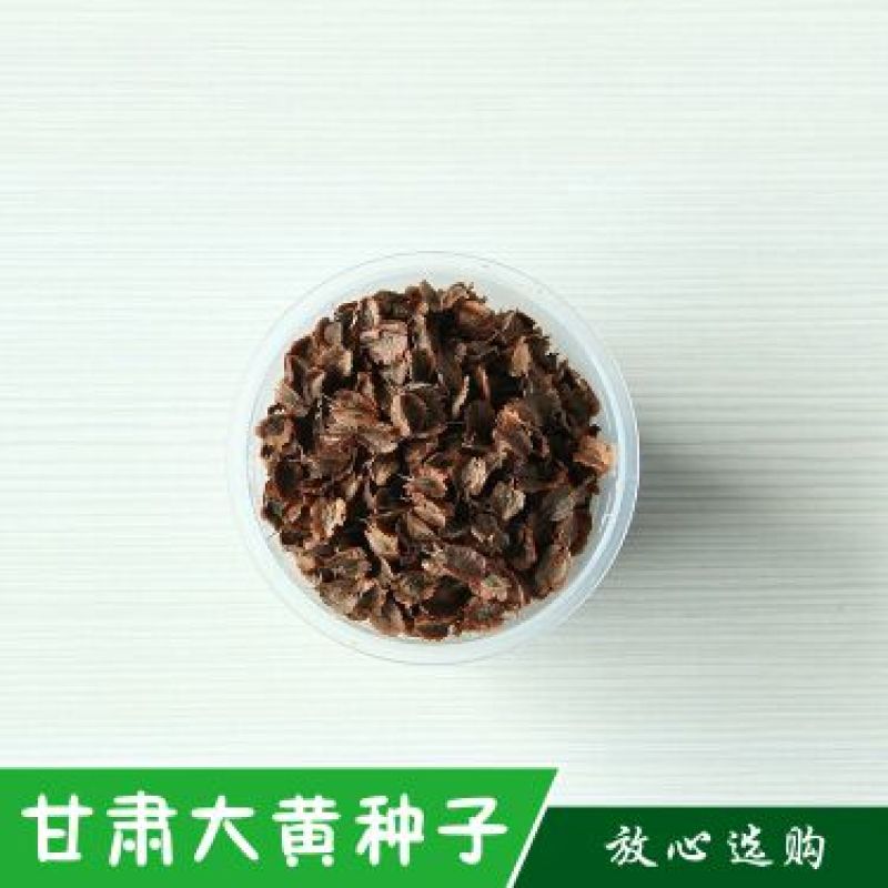 纯新大黄籽大黄种子发芽率高颗粒饱满产地批发
