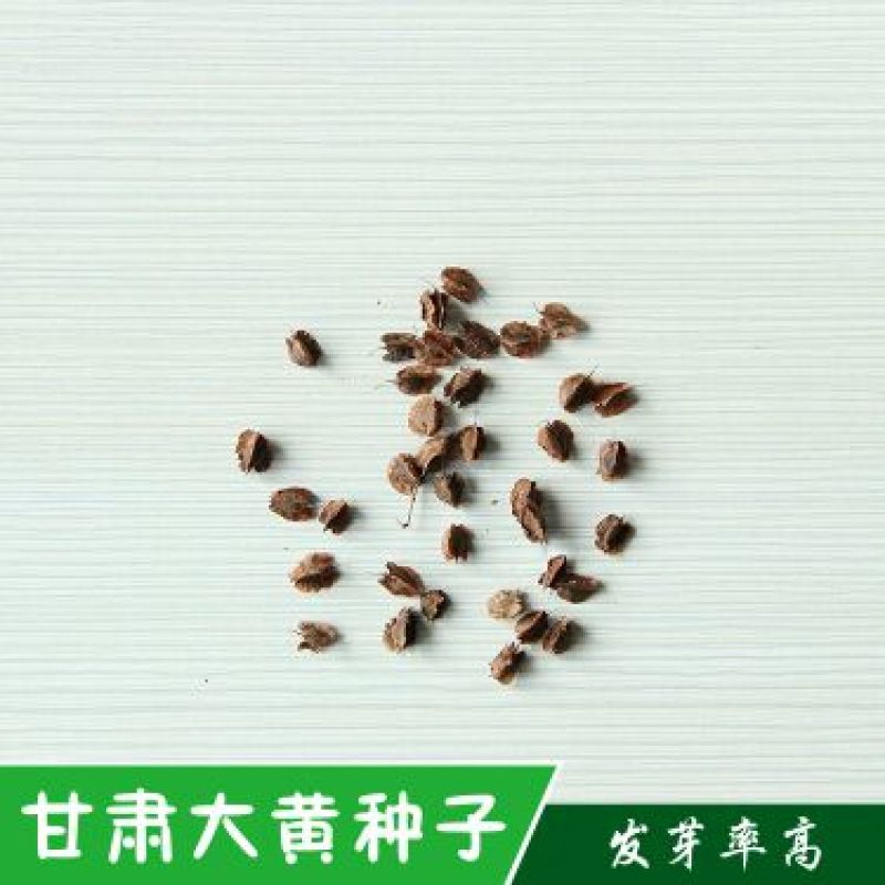 纯新大黄籽大黄种子发芽率高颗粒饱满产地批发