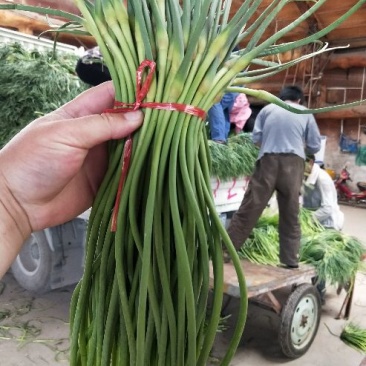 蒜薹金乡手拔红帽蒜薹大量供应质优价廉