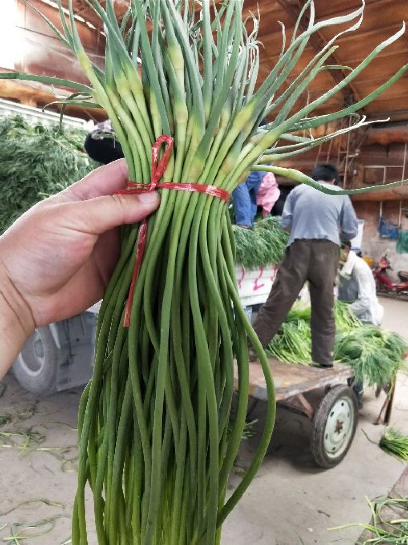 蒜薹金乡手拔红帽蒜薹大量供应质优价廉