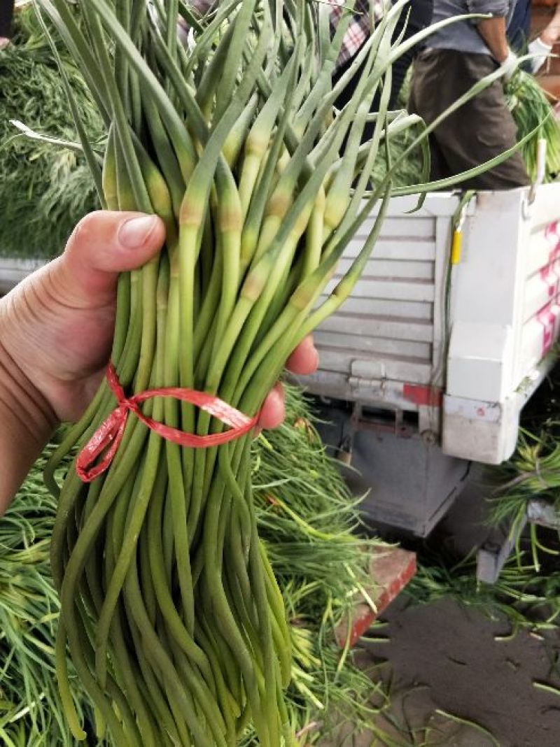 蒜薹金乡手拔红帽蒜薹大量供应质优价廉