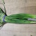 蒜薹金乡手拔红帽蒜薹大量供应质优价廉