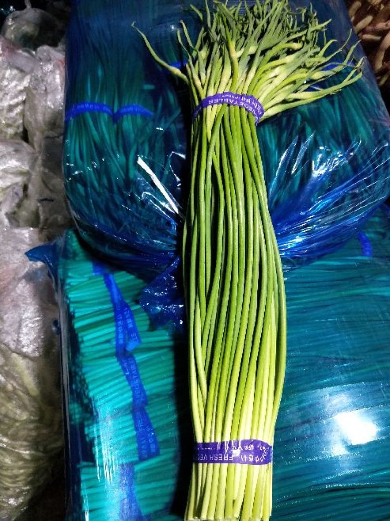 蒜薹金乡手拔红帽蒜薹大量供应质优价廉