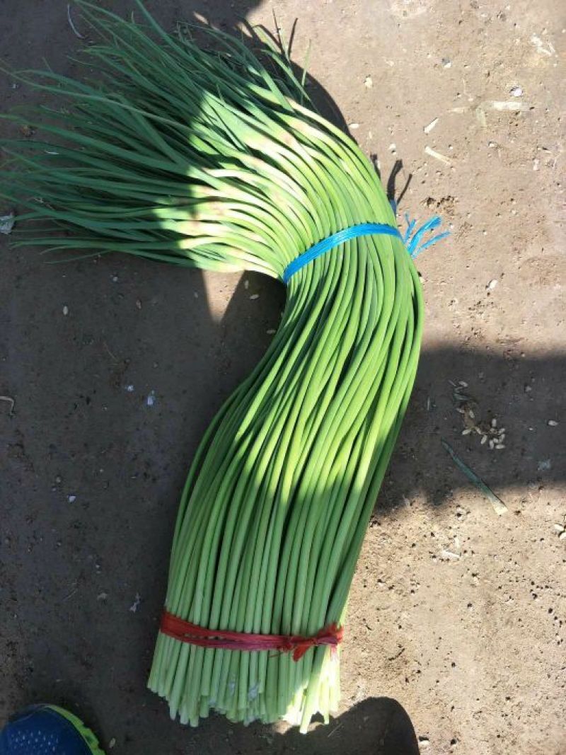 蒜薹金乡手拔红帽蒜薹大量供应质优价廉