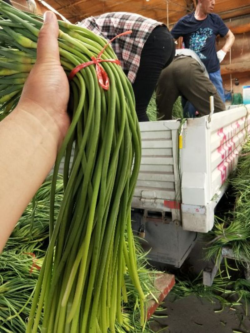 蒜薹金乡手拔红帽蒜薹大量供应质优价廉