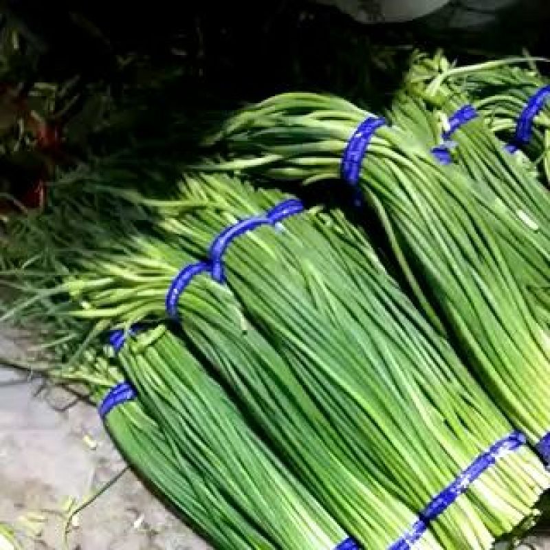 蒜薹金乡手拔红帽蒜薹大量供应质优价廉