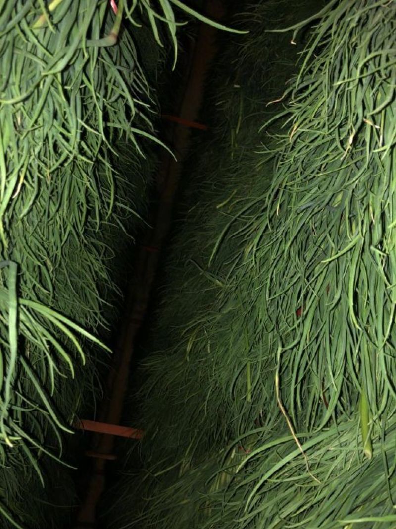 蒜薹金乡手拔红帽蒜薹大量供应质优价廉