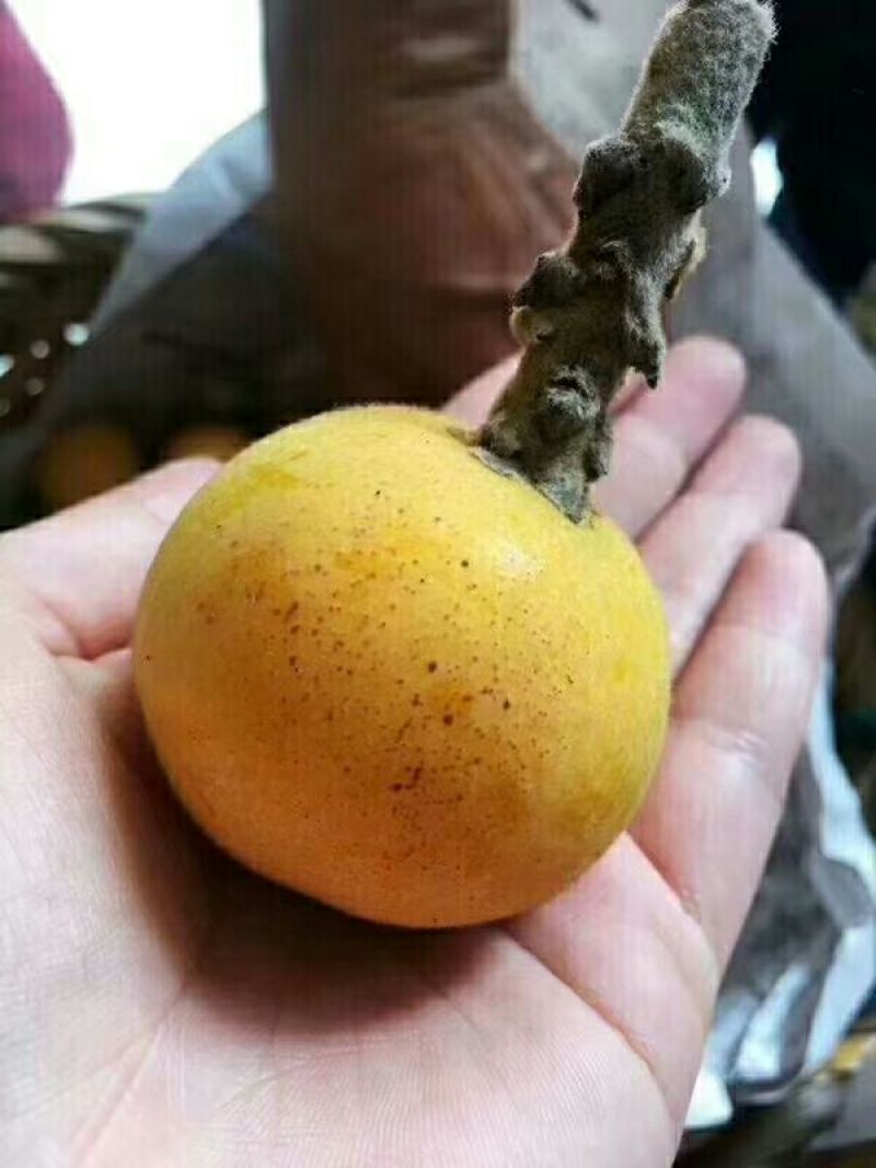 白玉枇杷青种