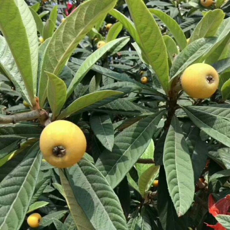 白玉枇杷青种