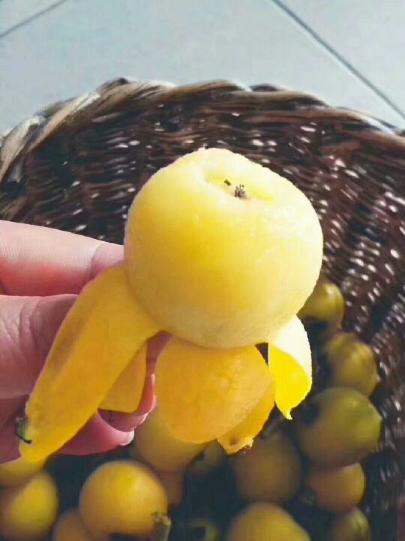 白玉枇杷青种