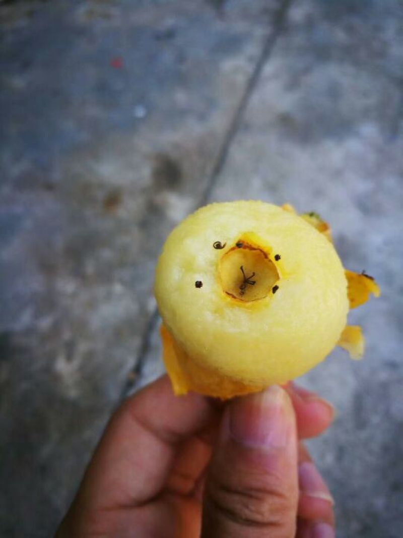 白玉枇杷青种