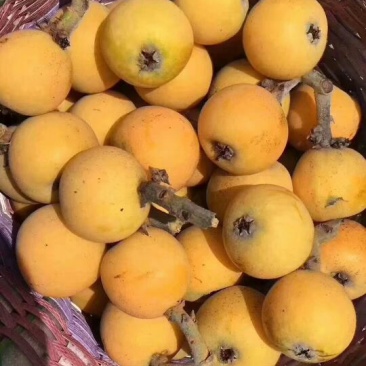 白玉枇杷青种
