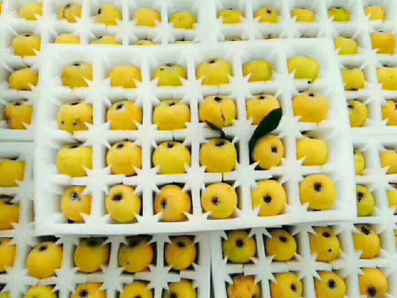 白玉枇杷青种
