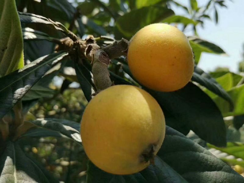 白玉枇杷青种