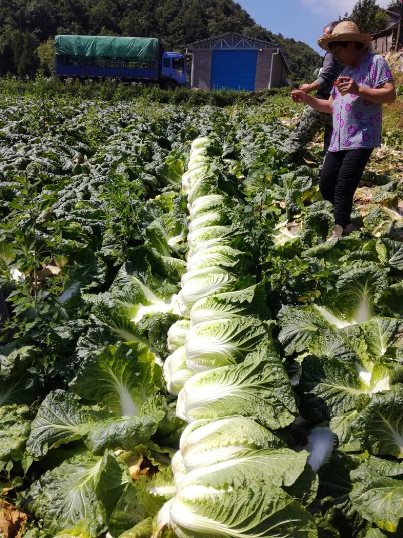 高山黄心大白菜大量供应，量大从优，品质保证，可视频看货