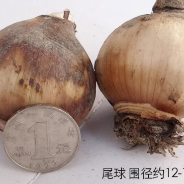 水仙花之尾球