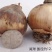 水仙花之尾球