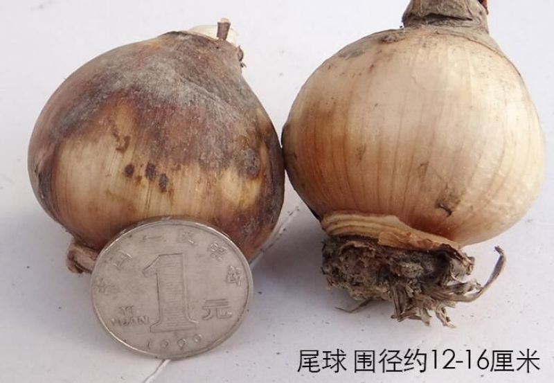水仙花之尾球