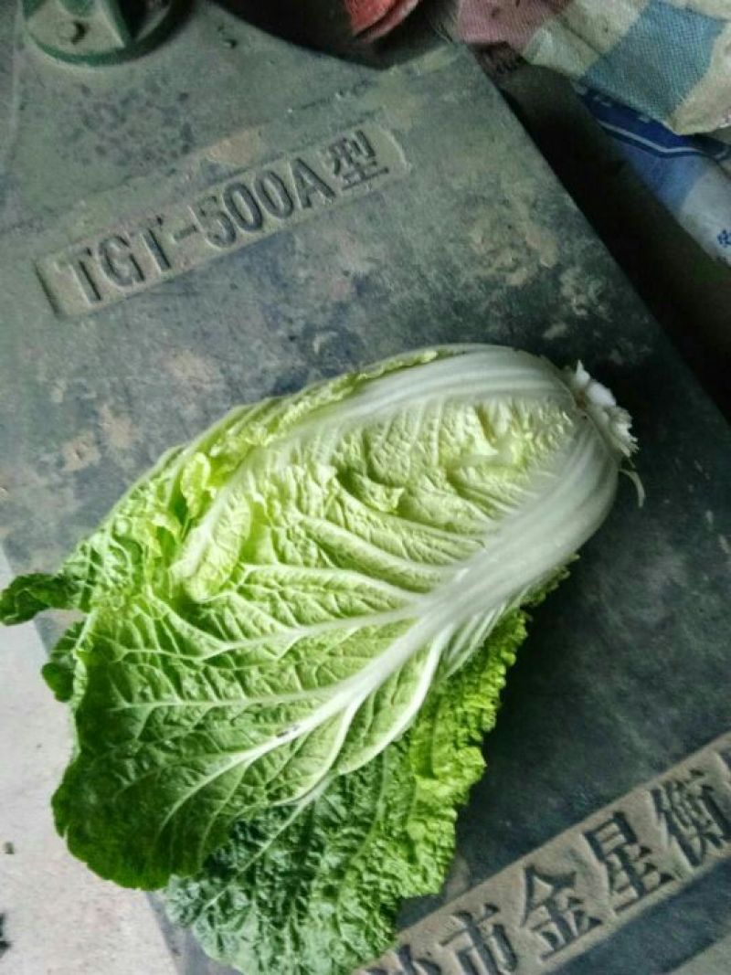 黄心白菜基地直供一手货源价格实惠货源充足欢迎采购