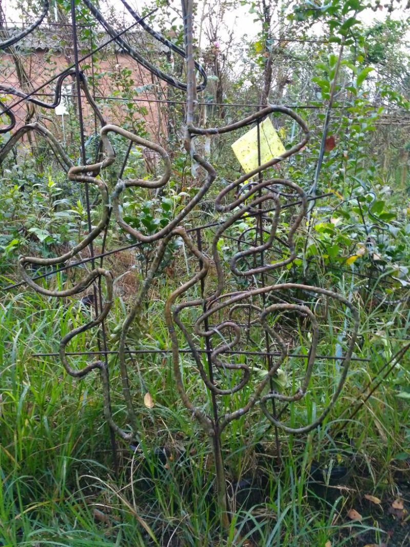 预售茶梅红花复瓣茶梅种植户基地直销
