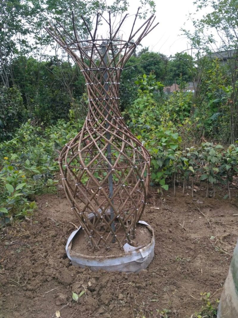 预售茶梅红花复瓣茶梅种植户基地直销